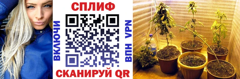 Бошки марихуана планчик  Зуевка 